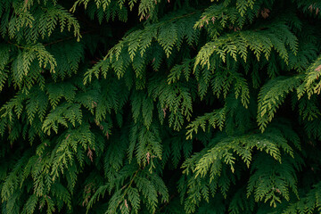 Full frame background texture of fresh green thuja branches and foliage in a dense evergreen forest bush © Olha K