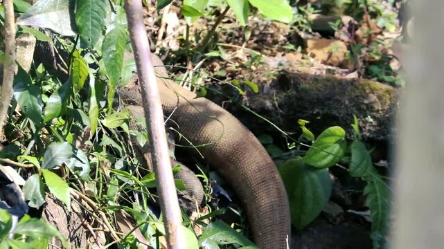 Large monitor lizard crawling through green foliage wildlife background