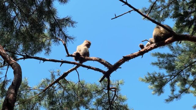 Barbary Macaques relaxing on tree branches in France before a clear blue sky on a sunny summer day.