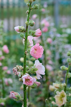 Close up of hollyhock rust (Puccinia malvacearum) fungal disease infecting hollyhock leaves and stalks.