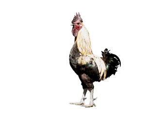 Black rooster on transparent background png file. © Direk Takmatcha