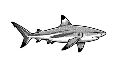 Fototapeta premium Hand-drawn blacktip reef shark side view profile