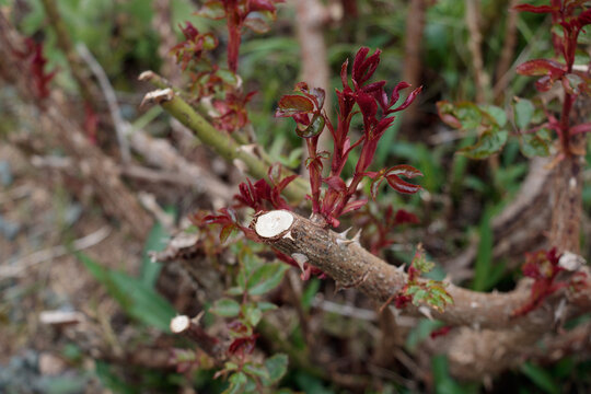 A close-up view of a thorny rose bush in a garden, showing new growth of vibrant red and green leaves sprouting from the pruned, woody stems in spring
