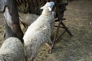 White fluffy sheep eating dry hay from wooden feeder on farm for livestock and agriculture concept © Iuliia Pilipeichenko