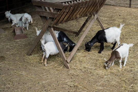 Group of goats and little kids eating hay around wooden feeder on farm for livestock and agriculture concept