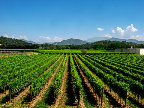 Vineyards of Franciacorta near Cazzago San Martino, Brescia province, Italy, at June