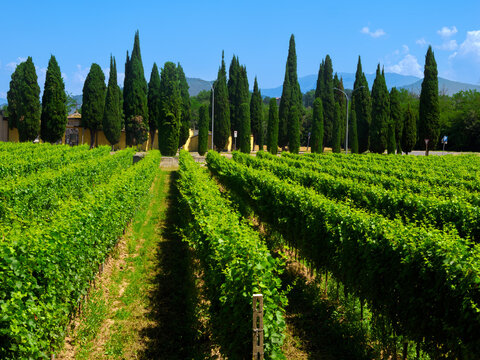 Vineyards of Franciacorta near Cazzago San Martino, Brescia province, Italy, at June