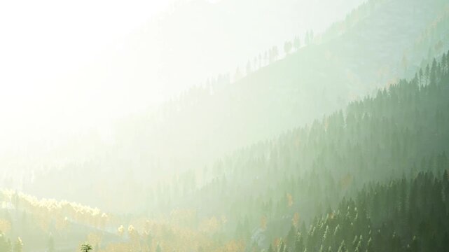 In the morning light, fog envelops a hillside filled with trees. The scene shows layers of green and hints of yellow from foliage. Sunlight filters through the mist.