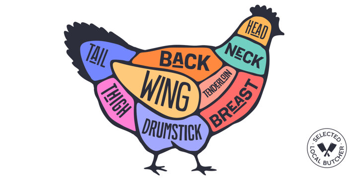 Chicken, Hen, hand-drawn butcher cuts meat guide. Color butcher chicken chart hen silhouette scheme, chicken cuts chart butcher shop poster diagram, meat guide hen cuts chart. Vector illustration