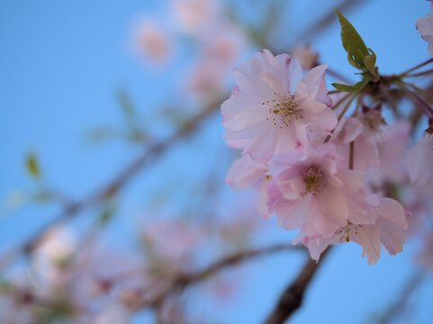 晴れた4月に美しく咲いたピンク色のサクラ「ヤエベニシダレ（八重紅枝垂）」