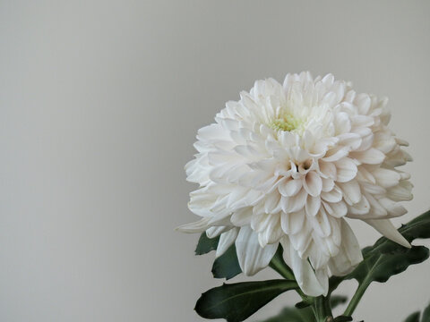 白い洋菊｜敬老の日や長寿祝いをイメージする花｜コピースペース