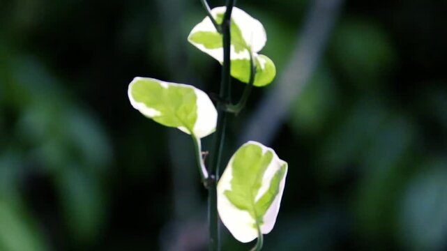 Variegated green and white leaves on thin vine branch close-up video nature background