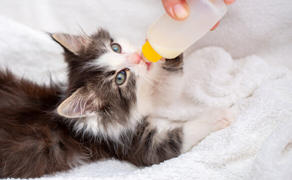An adorable kitten drinks milk from a bottle while lying in a soft white pet bed. This sweet rescue kitten, being bottle-fed, symbolizes animal care, fostering, pet adoption, and veterinary care.