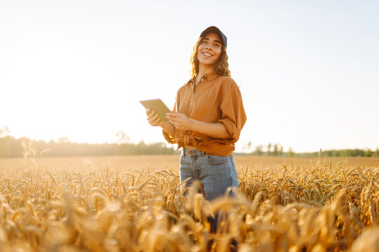 Young female farmer works in field with digital tablet at sunset. Female agronomist uses a digital tablet in a golden wheat field. Concept of agriculture, technology. Smart farming.
