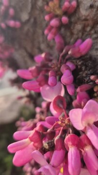 Pink redbud flowers bloom on a tree trunk outdoors in spring, revealing textured bark. Vertical camera tilt shot along the rugged wooden surface.