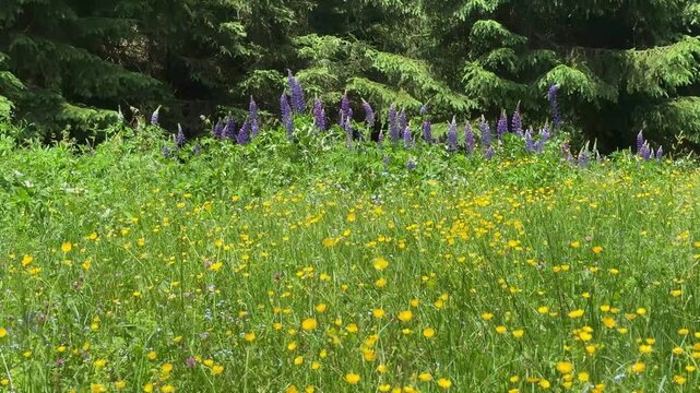 Vibrant Summer Meadow with Yellow and Purple Wildflowers Blooming by a Lush Green Forest in Koenigsleiten, Austria