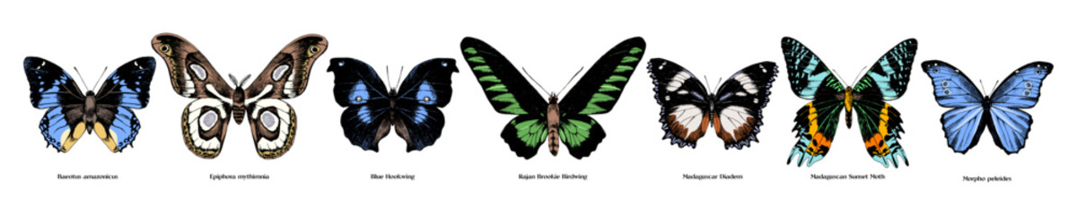 Obraz premium Colorful hand drawn butterflies collection