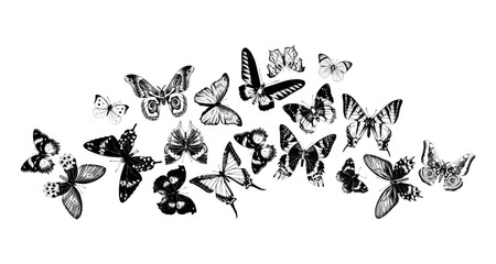 Fototapeta premium Flying hand drawn butterflies vector