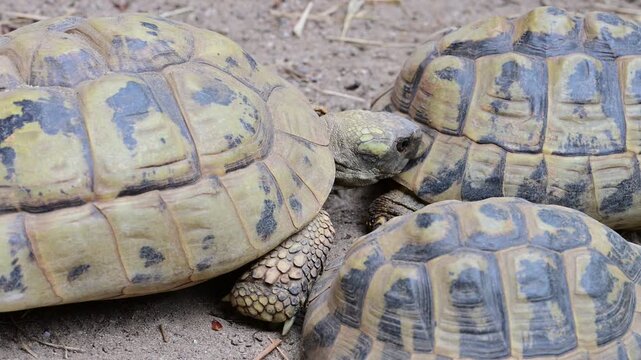 A tortoise crawls between two other tortoises and begins eating fresh green leaves in a close-up wildlife scene, showing natural feeding behavior and interaction
