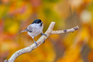 A beautiful marsh tit in the nature habitat. Autumn scene with a marsh tit. Poecile palustris. A titmouse sits on a BRANCH.  © Monikasurzin