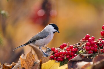 A beautiful marsh tit in the nature habitat. Autumn scene with a marsh tit. Poecile palustris. A cute titmouse sits on the ground and eats red rowan berries. © Monikasurzin