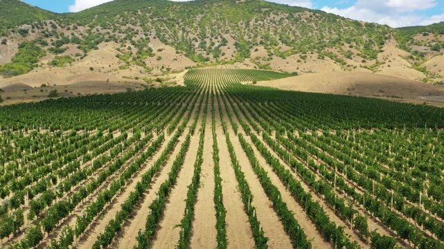 Aerial view of rows of lush green grapevines stretching across the rolling hills of the countryside in Crimea.