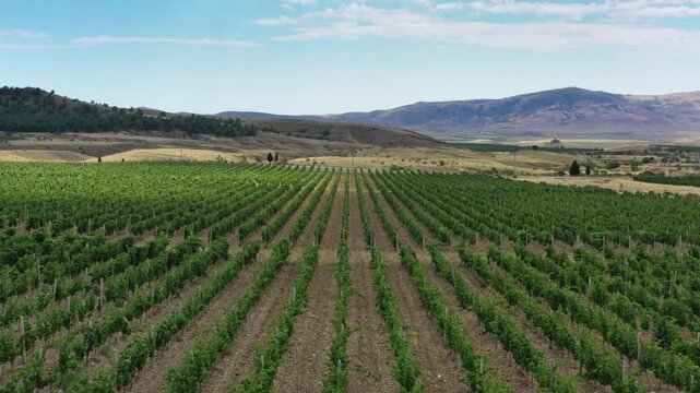 Aerial view of lush green rows of vines in a vineyard landscape under a clear sky in Crimea.