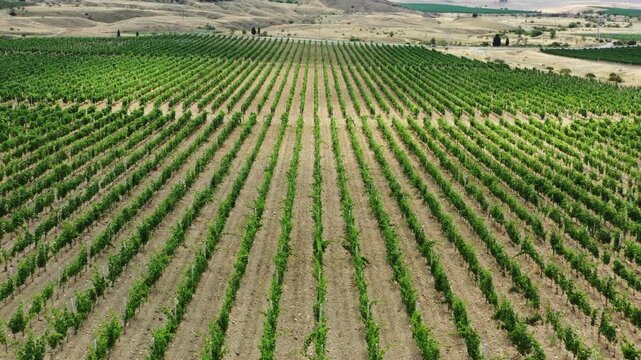 Aerial view of lush green vineyard rows stretching across the rolling hills of the countryside in Crimea.