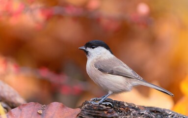 A beautiful marsh tit in the nature habitat. Autumn scene with a marsh tit. Poecile palustris © Monikasurzin