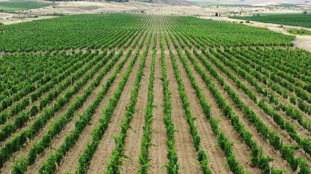 Aerial view of lush green vineyards stretching across the rolling landscape in Crimea.