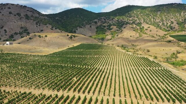 Aerial view of vineyards in the hilly landscape of Crimea.