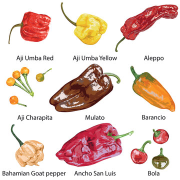 A set of detailed peppers with names on a white background.