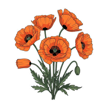 Beautiful illustration of orange poppy flowers isolated on transparent background