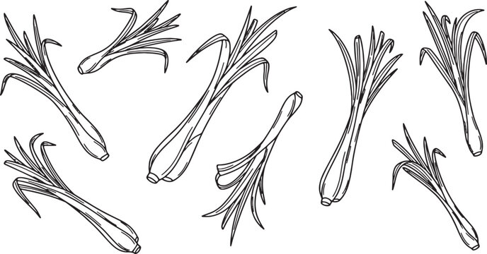 Lemongrass Herb Vector Line Art Outline Illustration