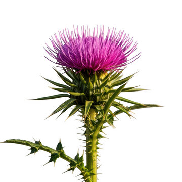Spiky purple thistle flower with green thorny stem isolated on transparent background