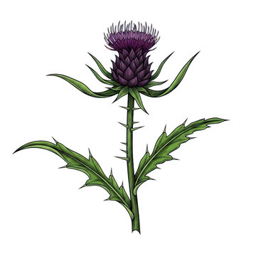 Purple thistle flower illustration with green stem and leaves isolated on transparent background