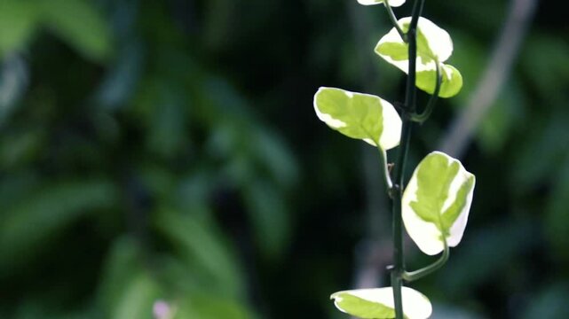 Variegated green and white vine leaves climbing stem with soft bokeh background