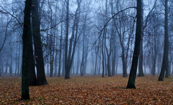 Mysterious autumn park landscape with Halloween atmosphere - bare trees and orange fallen leaves covering the ground in dense fog in November day