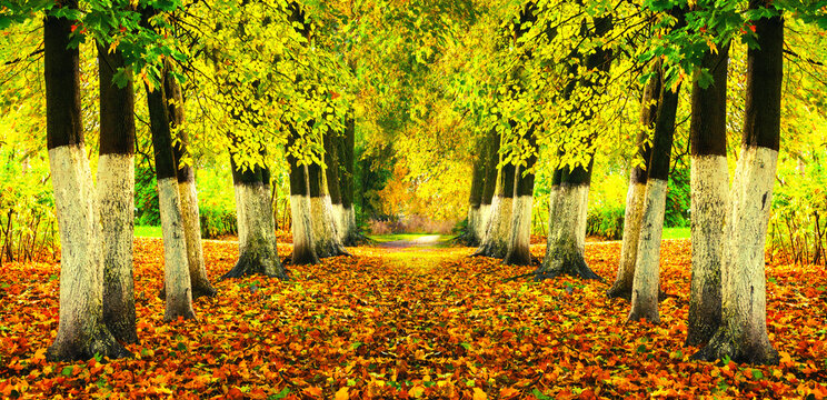 Panoramic autumn park landscape - row of trees and a carpet of orange fallen leaves on the ground
