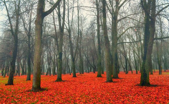 Autumn landscape of a city park in foggy weather in November day. Diffusion filter applied