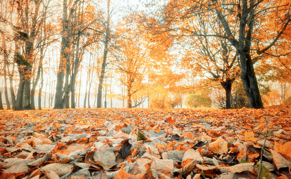 Autumn city park background - trees with bright orange leaves and fallen autumn leaves in sunny evening. Diffusion filter and vintage tones applied, lowest point of shooting
