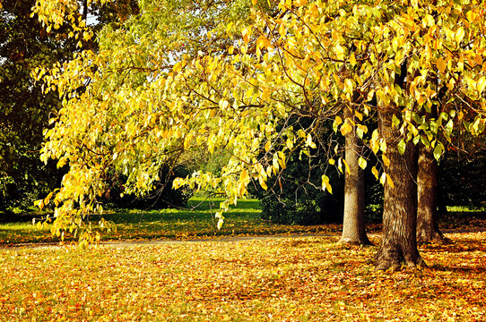 Autumn park landscape -spreading poplar tree with bright orange and yellow leaves in sunny October day