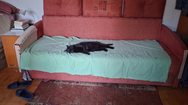 Cat sleeping on the bed