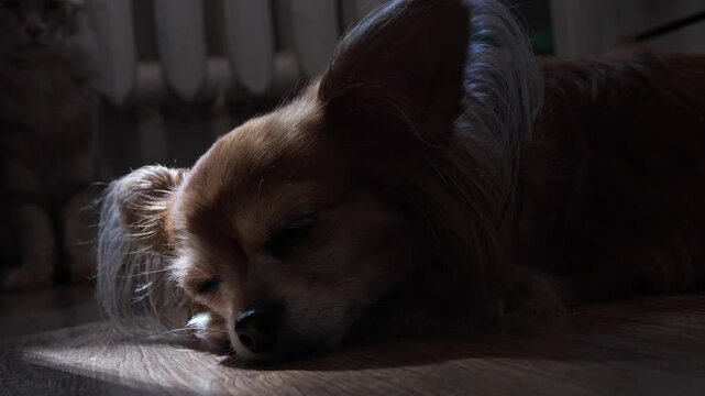 Sleepy chihuahua dozing off on wooden floor beside a warm radiator