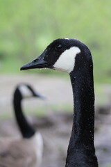portrait of a canada goose © Danielle
