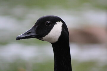 canada goose portrait © Danielle