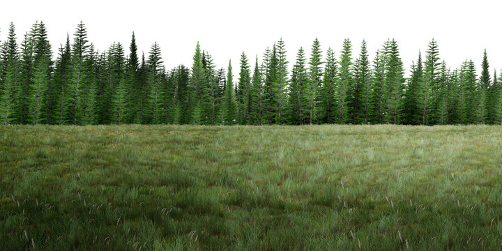 green wheat field/Sharp high-resolution landscape of lush evergreen pine trees across a green meadow, showcasing natural texture and tranquil beauty.