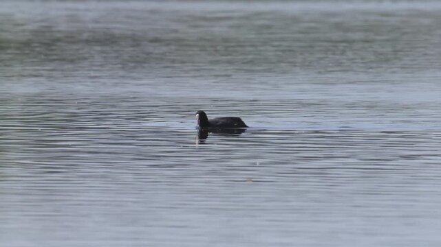common Eurasian coot (Fulica atra) swimming and collecting food from water surface
