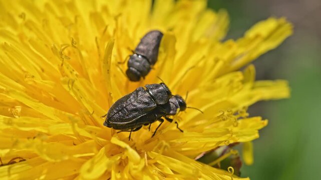 metallic wood-boring beetles (Anthaxia quadripunctata) mating on dandelion flower