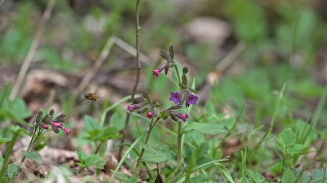 large, or dark-edged, or greater bee-fly (Bombylius major) feeding and pollinating purple flowers in slow motion